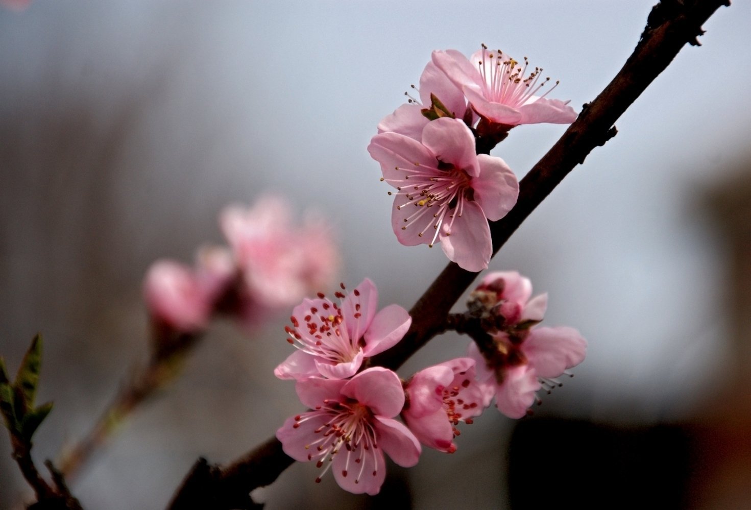 Ветка цветущей сакуры