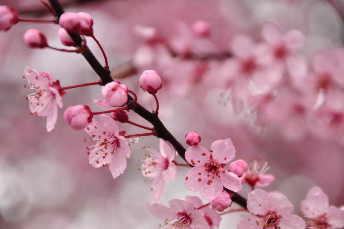 Sakura blossom. Сакура черри блоссом. Сакура черри блоссом дерево. Сакура вишня. Веточка Сакуры.