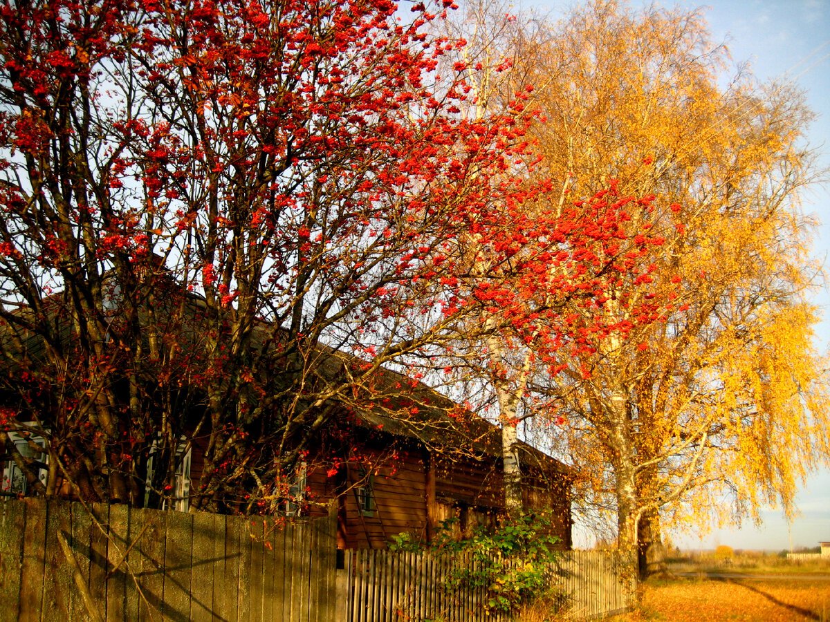 Осень в деревне. Осенний пейзаж. Пейзаж с рябиной. Пейзаж с рябиной осень. Рябина и клен дерево