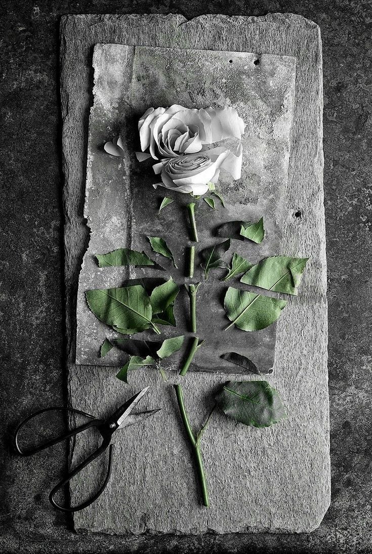 Сломанные цветы. Креативные розы. Разбитый цветок. Разбитые цветы