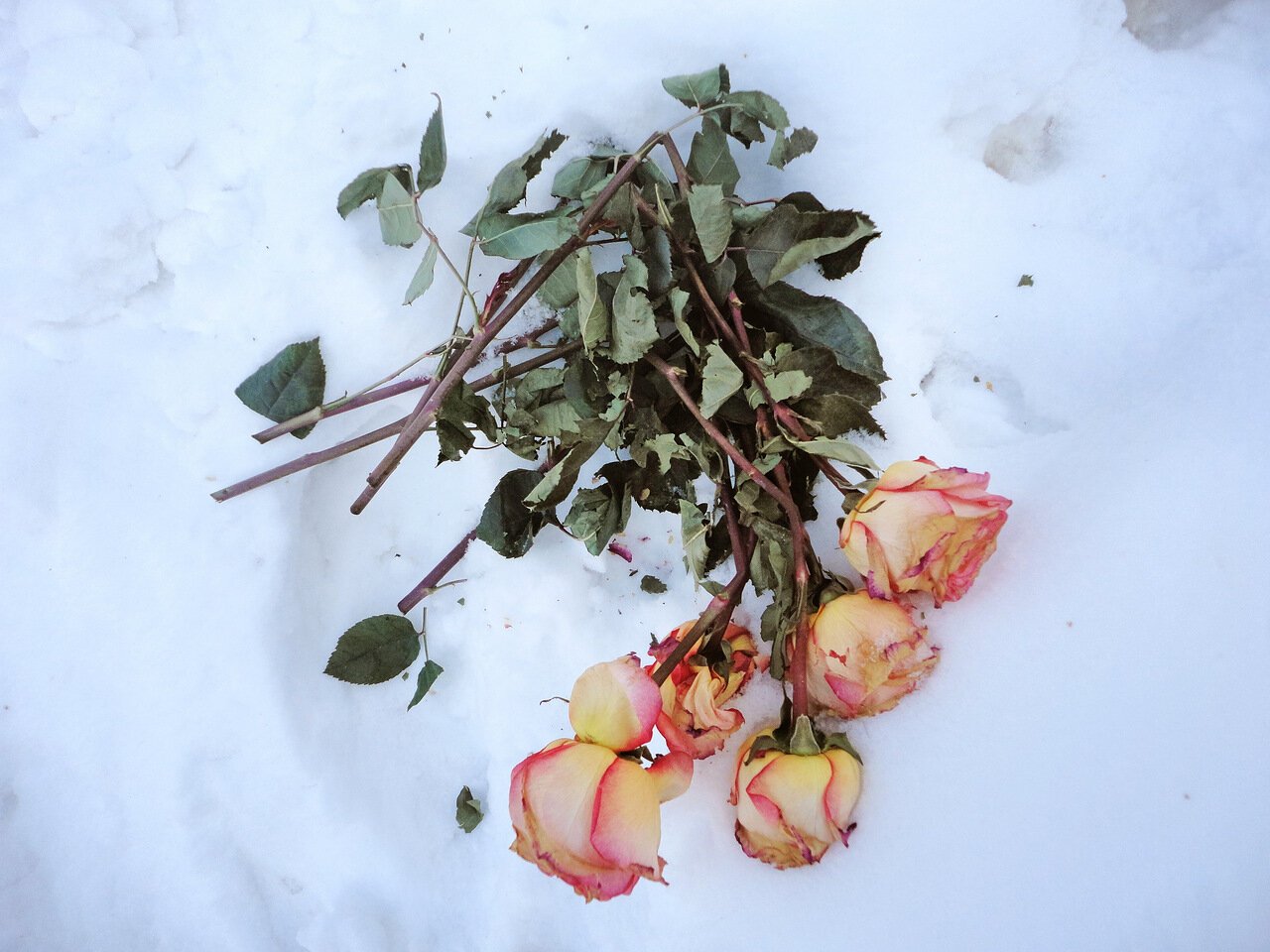 Разбитые цветы. Выброшенные розы. Сломанный букет роз. Розы в мусорке зимой.