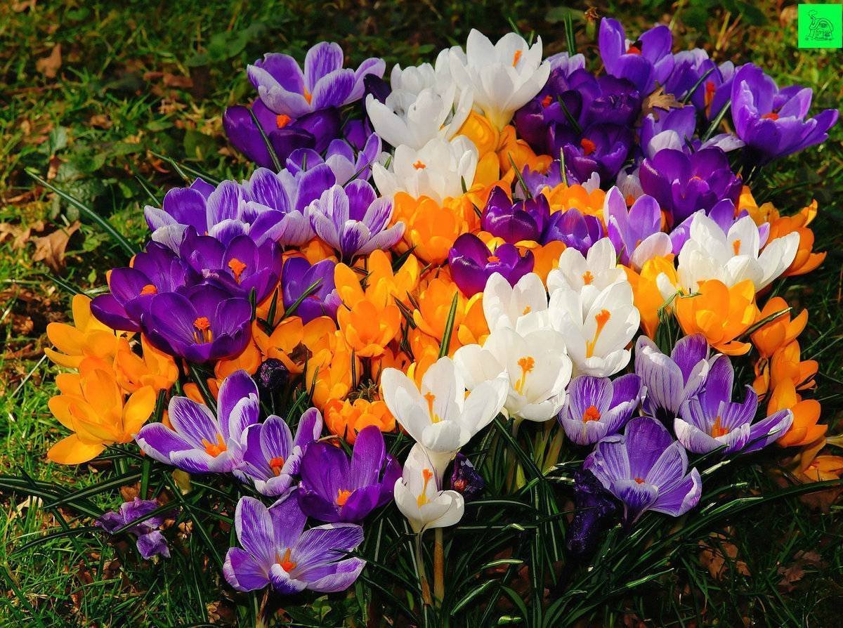 Фото первых весенних цветов в саду. Крокус Шафран цветок. Крокус сорт Шафран. Крокус крупноцветковый смесь. Крокус Шафран весенний.