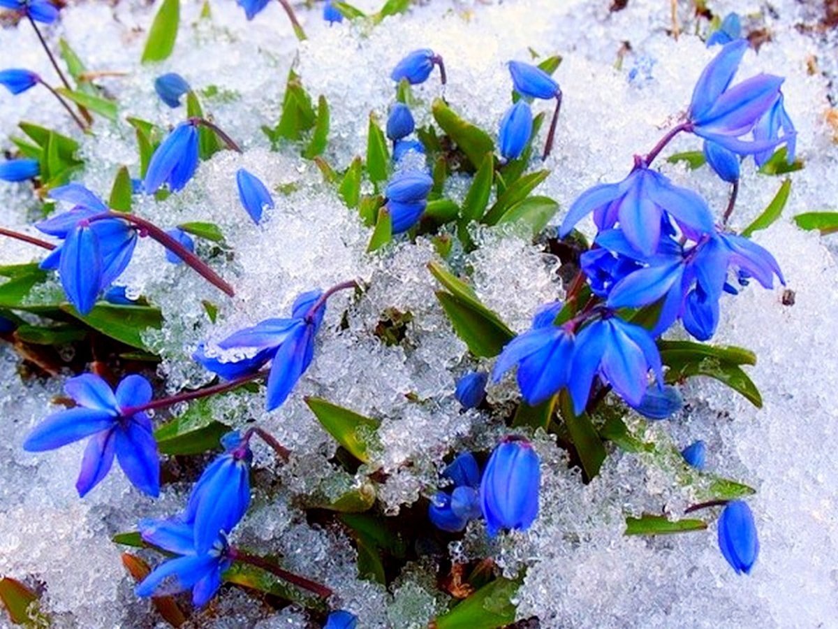 Весенние синие цветочки. Пролеска цветок голубой. Пролески и подснежники. Голубой Подснежник пролеска. Пролеска Сцилла голубой Подснежник.