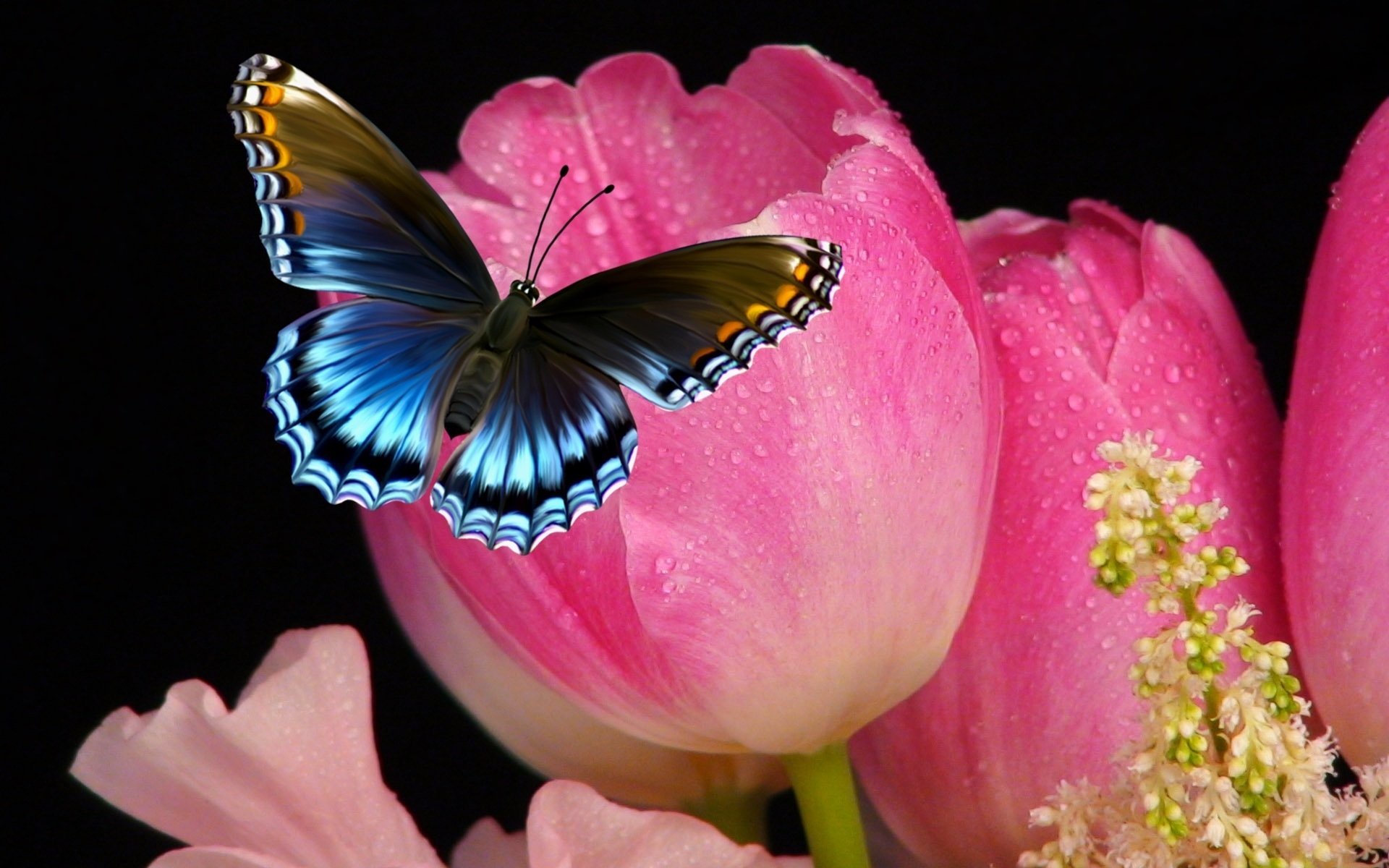 Красивые бабочки на цветах. Бабочки в цветах. Бабочка на цветке. Красивые бабочки.