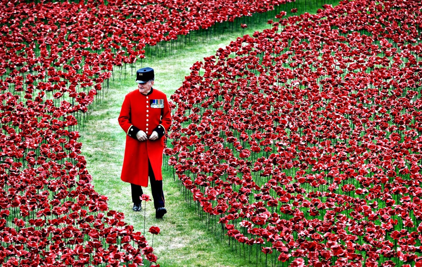 Англичанин живет в красном. Тауэр Лондон красные маки. Красный Мак символ памяти в Великобритании. Лондонский Тауэр красные цветы. Праздники Великобритании Remembrance Day.