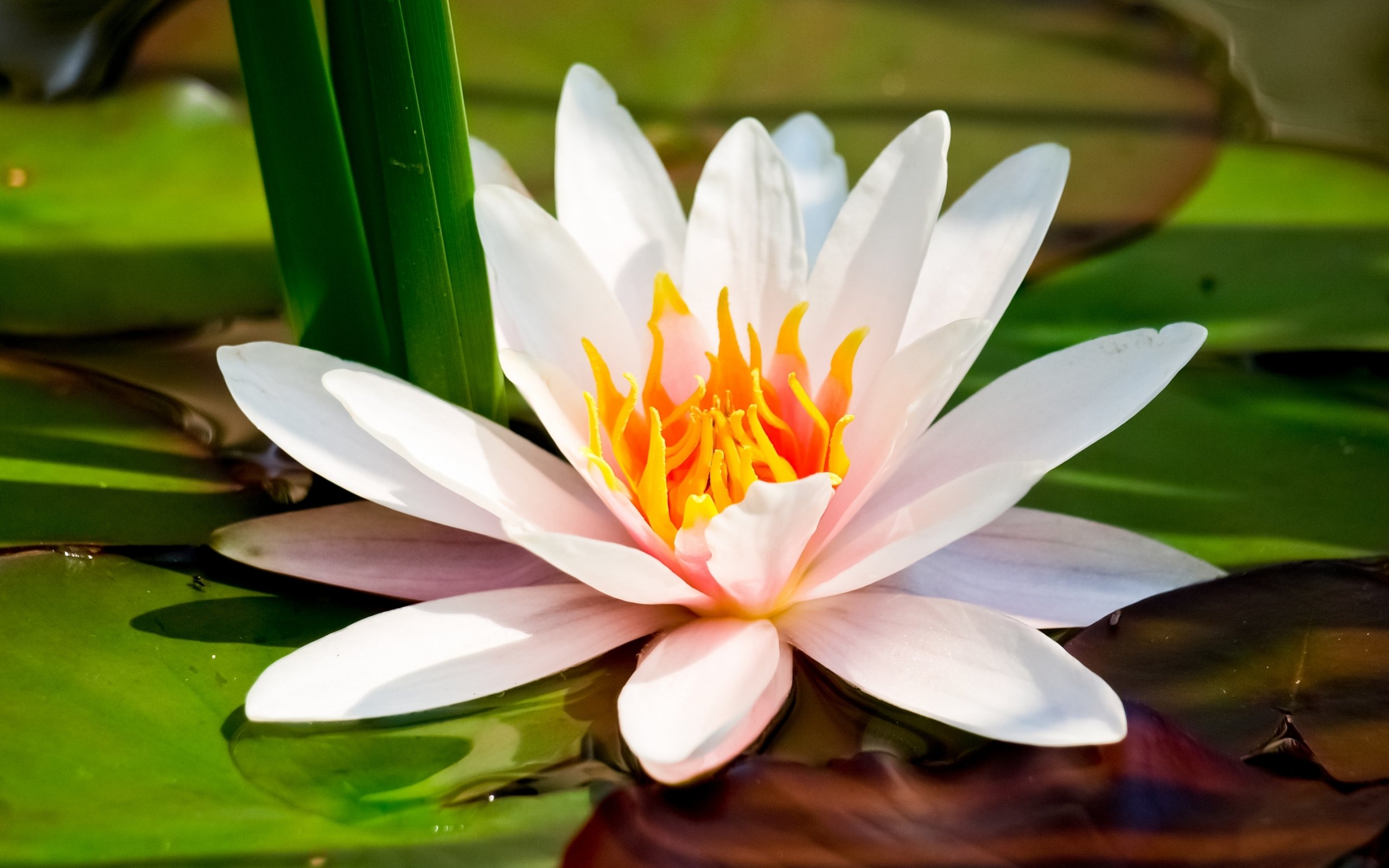 Привлекательный цветок. Нимфея Лотус. Кувшинка белая водяная Лилия. Лотос кувшинка водяная Лилия. Белый Лотос Nymphaea Lotus.