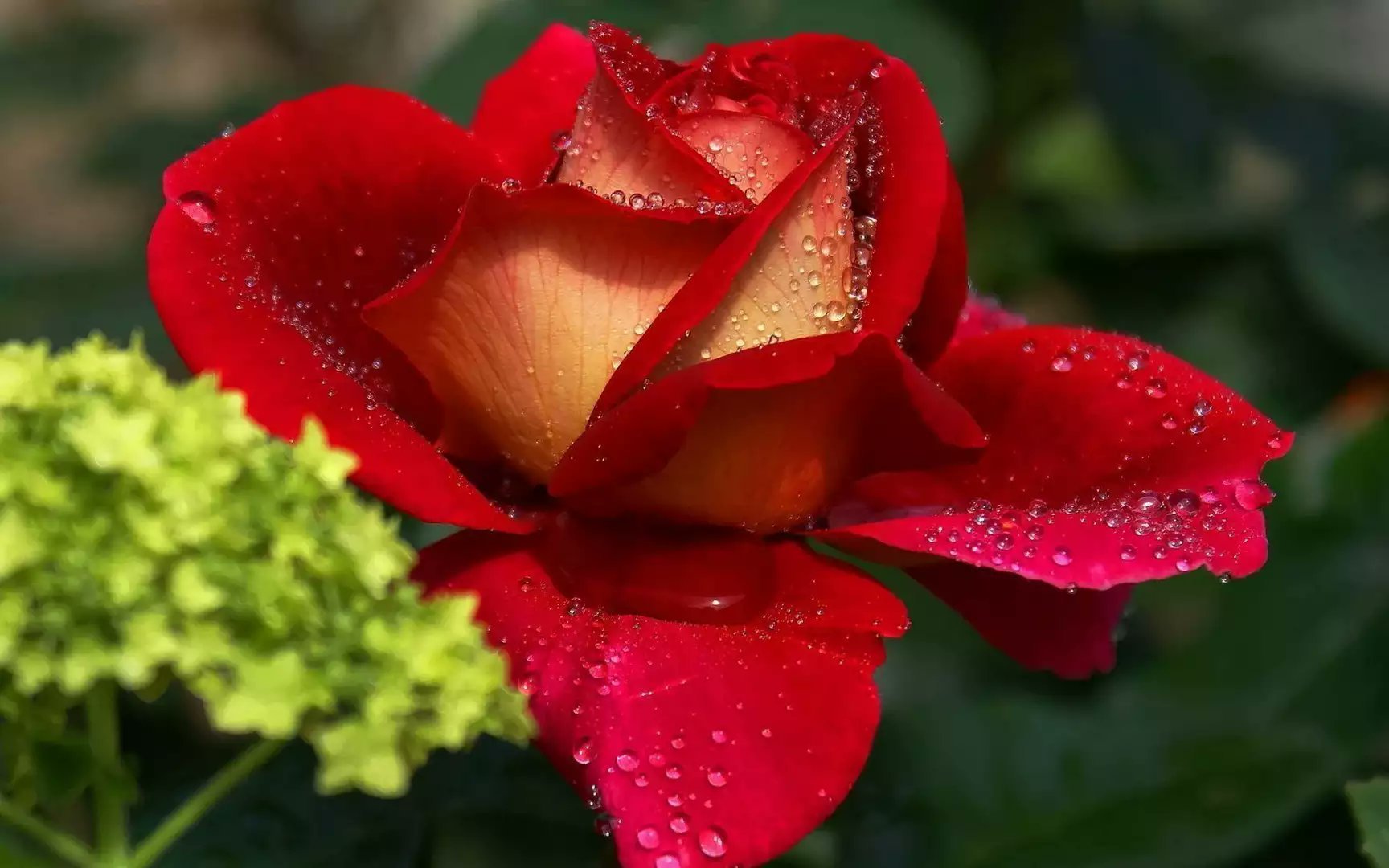 Видео красивых роз. Очень красивые цветы. Красивые розы. Шикарные цветы. Самые красивые розы.