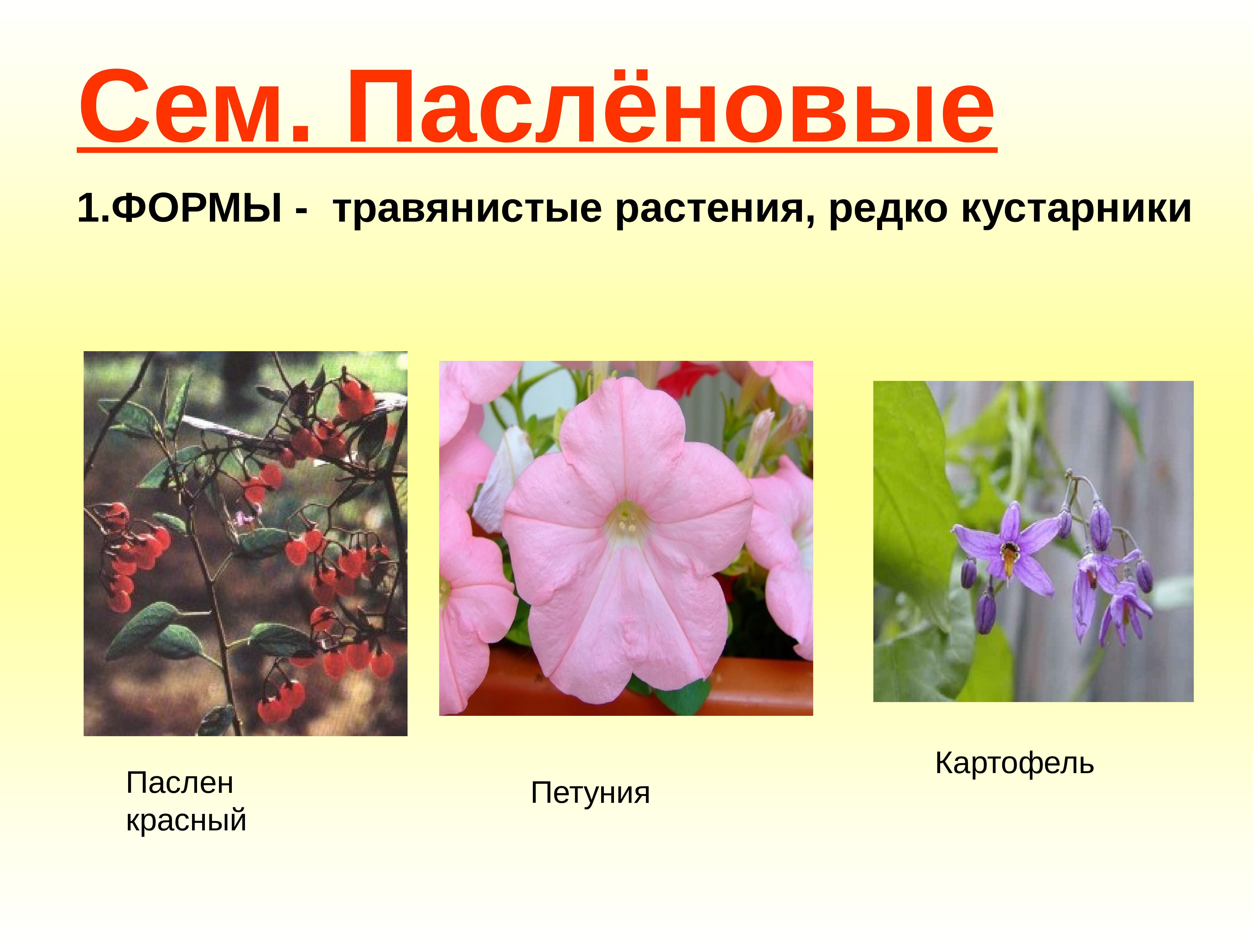 Цветок растений семейства Пасленовые. Двудольные семейство Паслёновые. Паслёновые Паслёновые. Двудольные растения Пасленовые.