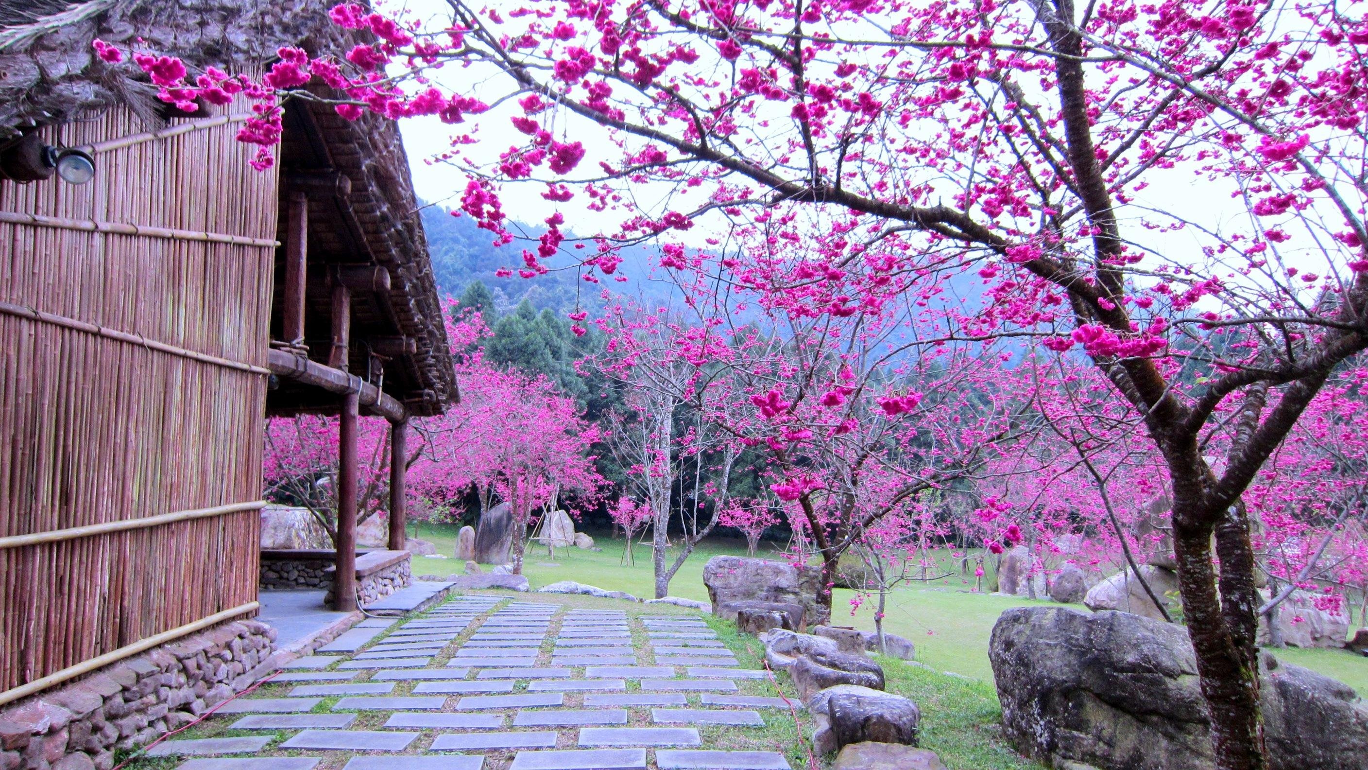 Розовые деревья в горах. Япония дворец Сакура сад. Цветение Сакуры в Японии сады. Киото цветение Сакуры. Дворец в Японии с сакурой.