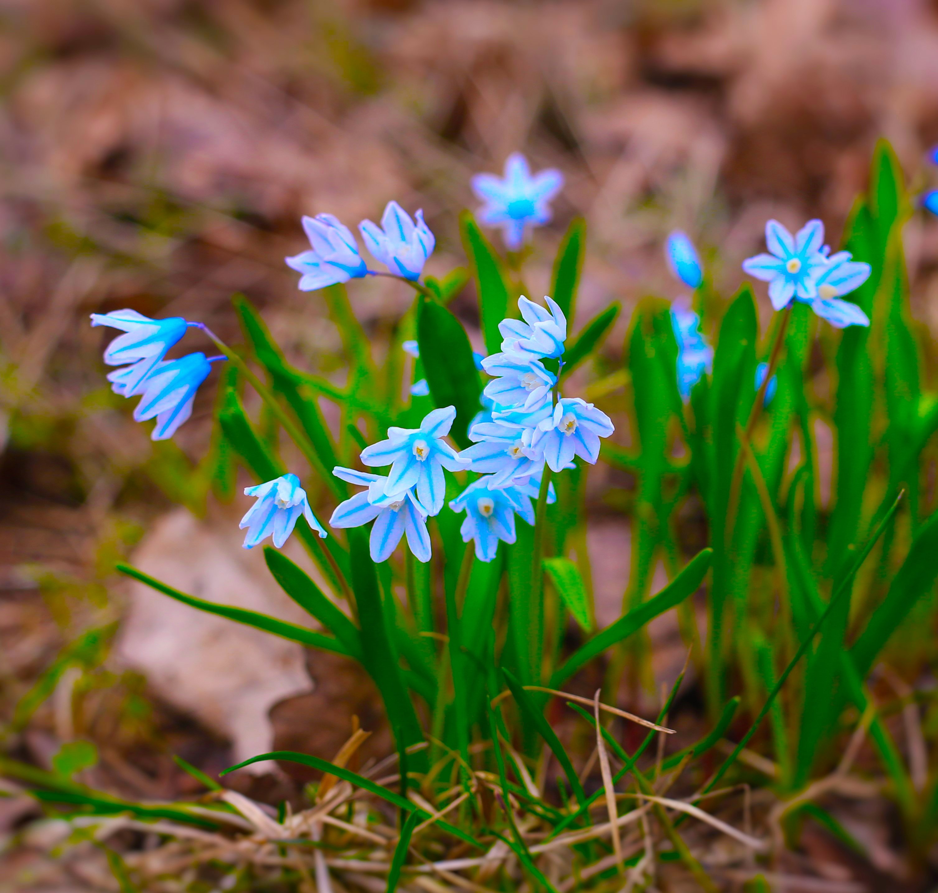 Ранние цветочки весной. Первоцветы пролеска. Первоцвет Сибирская первоцвет пролеска. Подснежник пролеска. Голубые первоцветы пролески.