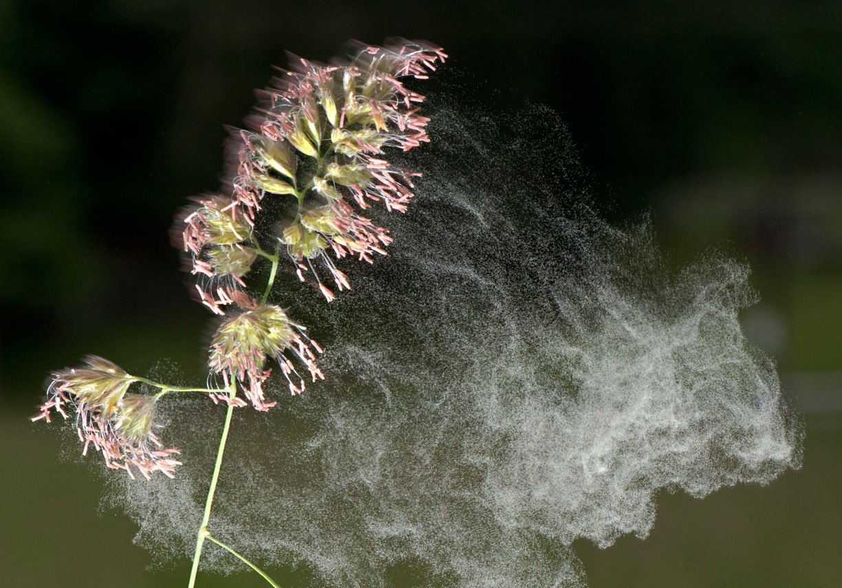 Поллиноз Лисохвост. Пыльные растения. Мыть цветы. Цветочная пыль. Распространение пыльцы ветром