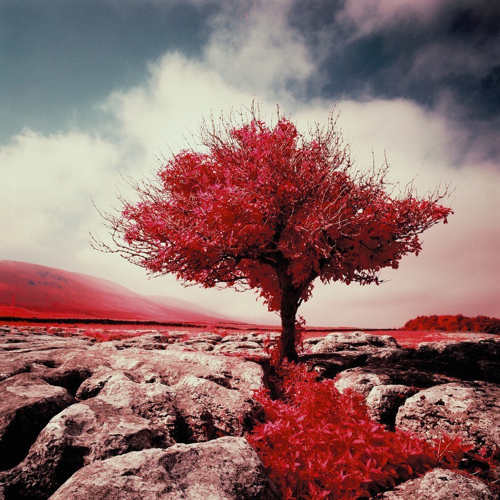 Красивое красное дерево. Красное дерево. Красивое дерево. Пейзаж в красных тонах.