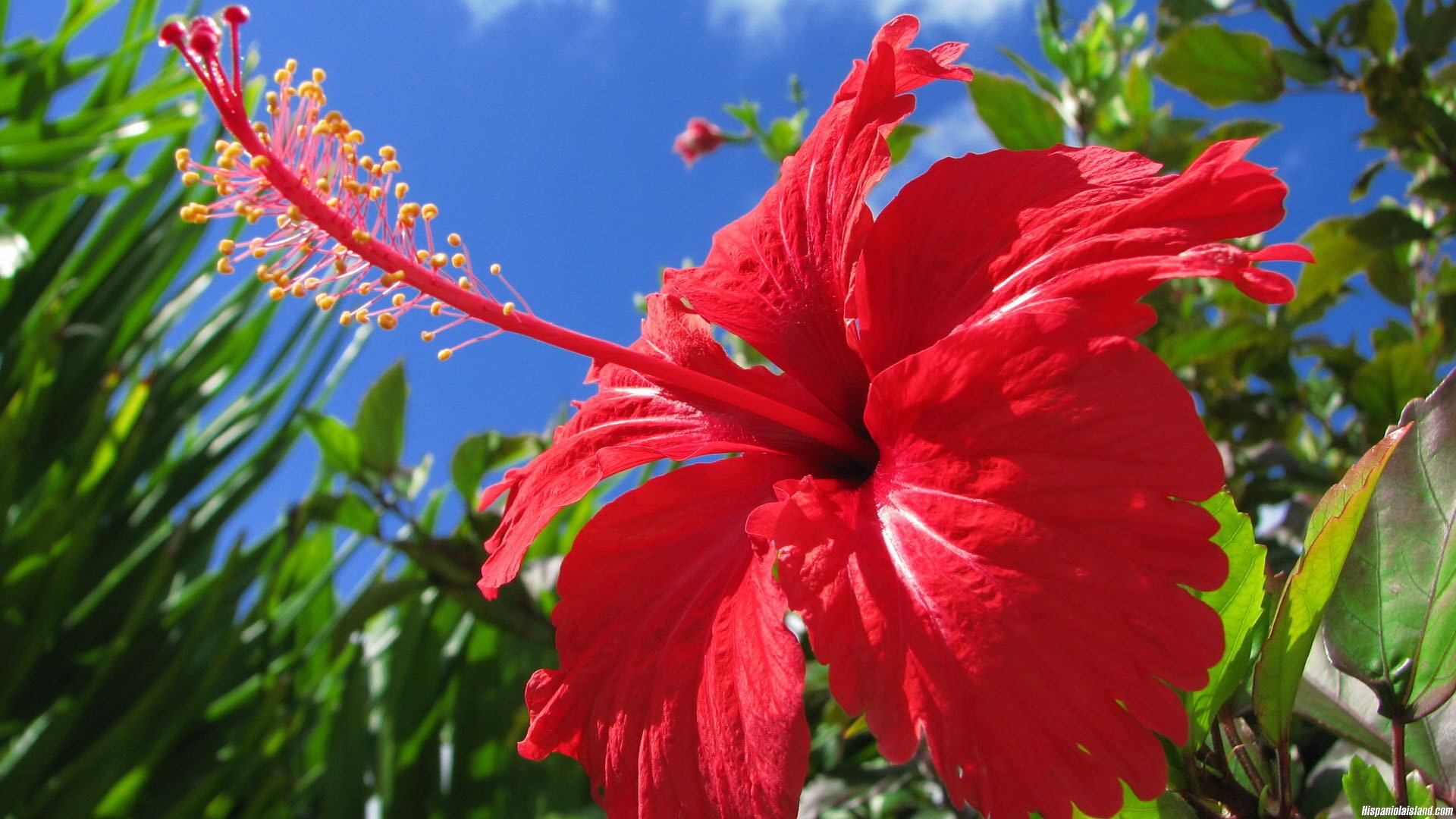Гибискус красный. Гибискус (Hibiscus) растение.