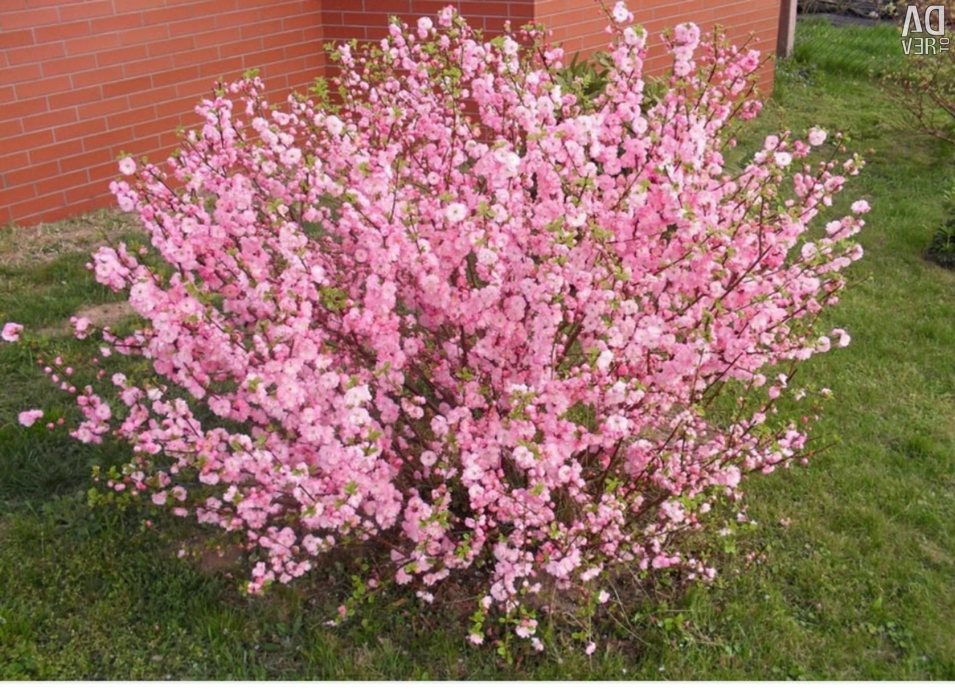 Розовые цветущие кустарники весной. Миндаль трехлопастный луизеания. Сакура луизеания. Миндаль Ледебура кустарник. Луизеания (миндаль трехлопастный, Сакура).