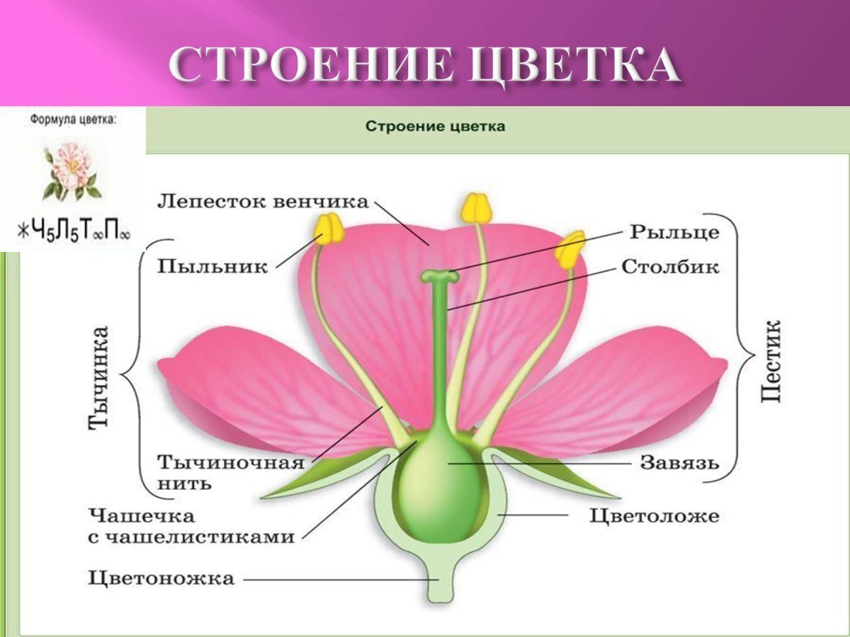 Цветок состоит из околоцветника тычинок. Строение растений семейства розоцветных. Семейство Розоцветные строение цветка. Чашелистики пестик тычинки венчик. Строение цветка покрытосеменных.