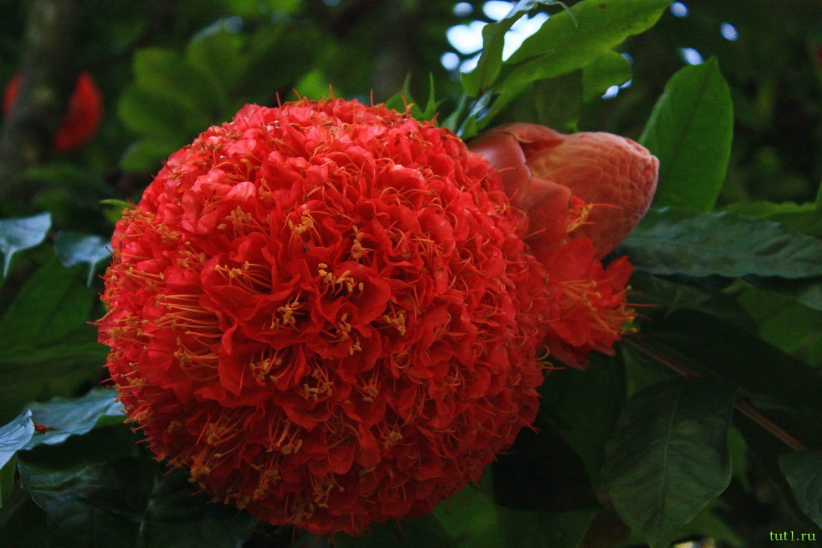 Цветы Шри Ланки. Растения Шри Ланки. Королевский цветок.
