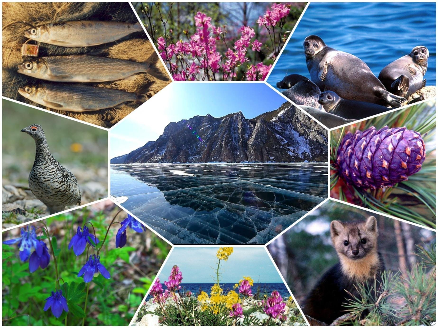 Живые организмы байкала. Растительный мир Байкала. Растительный и животный мир.