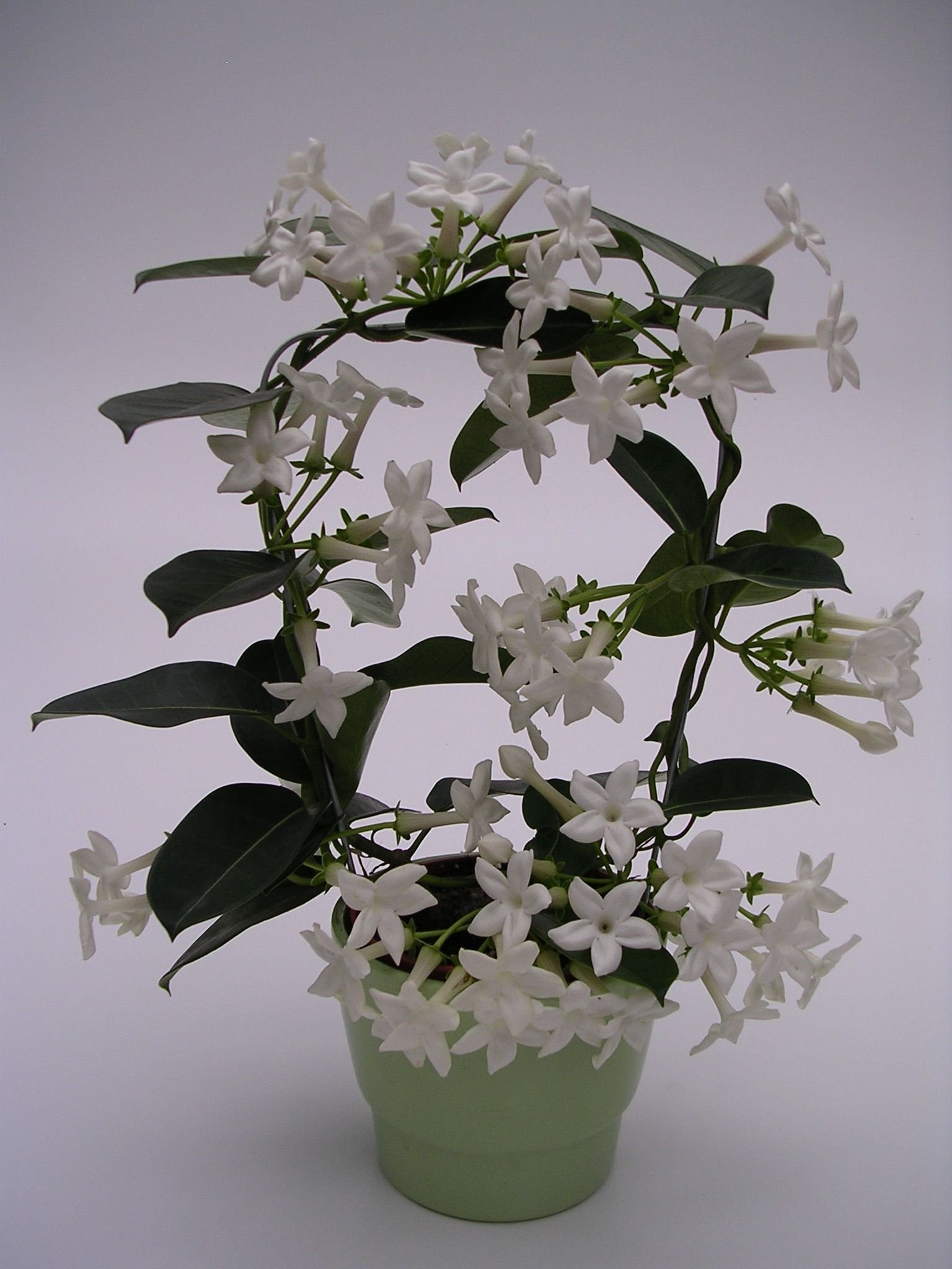 Цветущий комнатный цветок с белыми цветами. Стефанотис мадагаскарский.