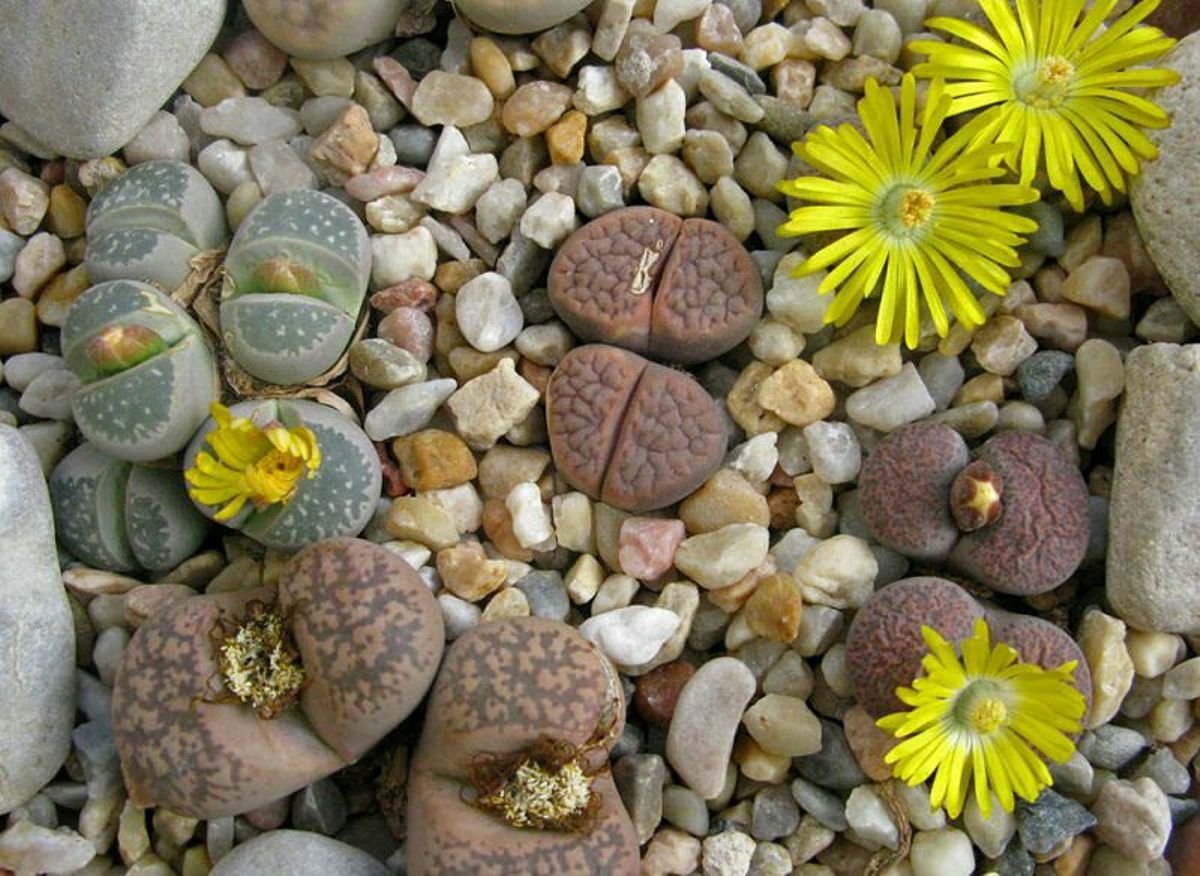 Живые камни семена. Суккуленты литопсы. Цветущие камни литопсы. Живой камень, Литопс (Lithops species). Литопс в пустыне.