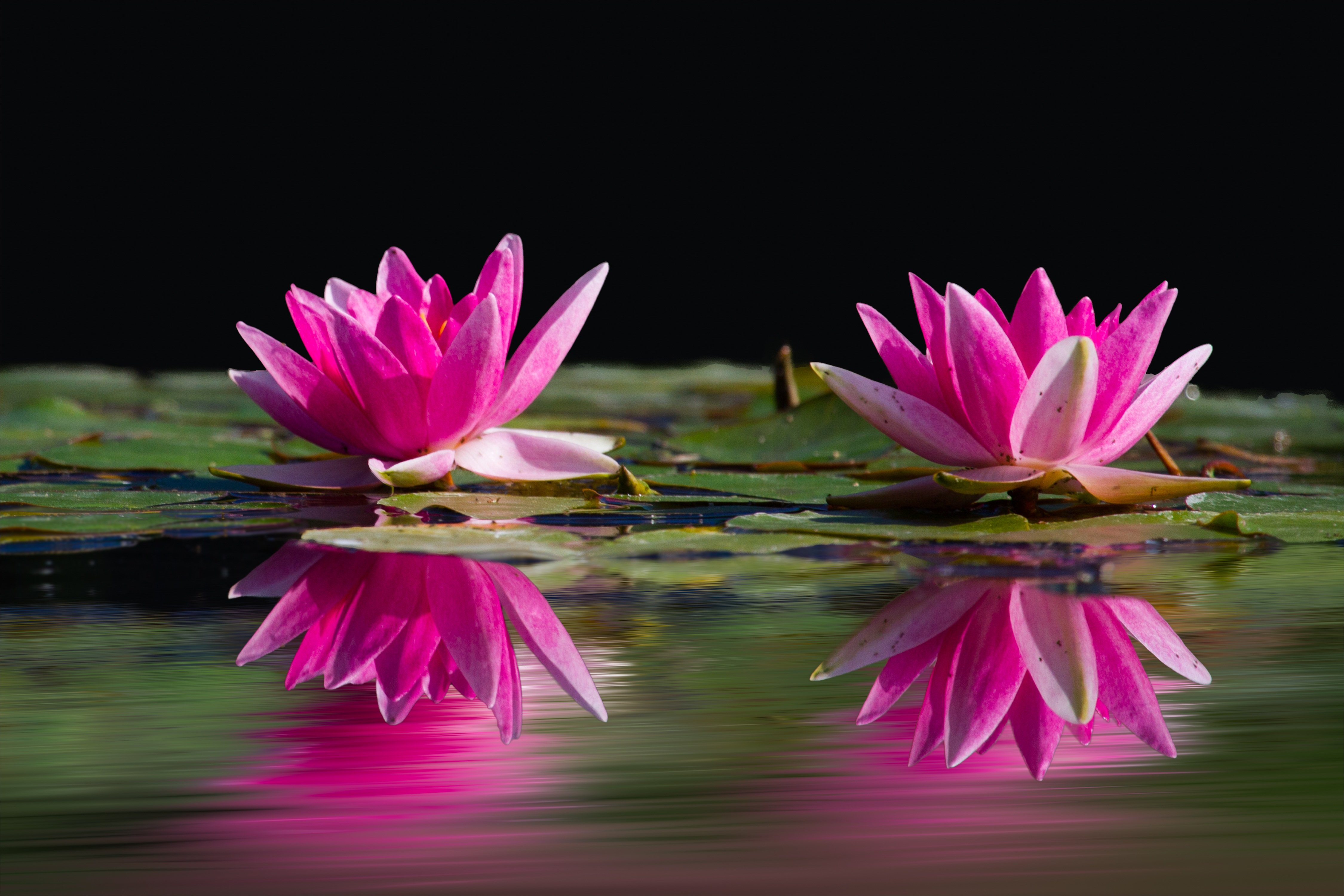 Кувшинки Лотос цветы лотоса. Лилии кувшинки Лотосы. Кувшинка розовая водяная. Кувшинки в Тайланде. Сцены с лотосами на воде