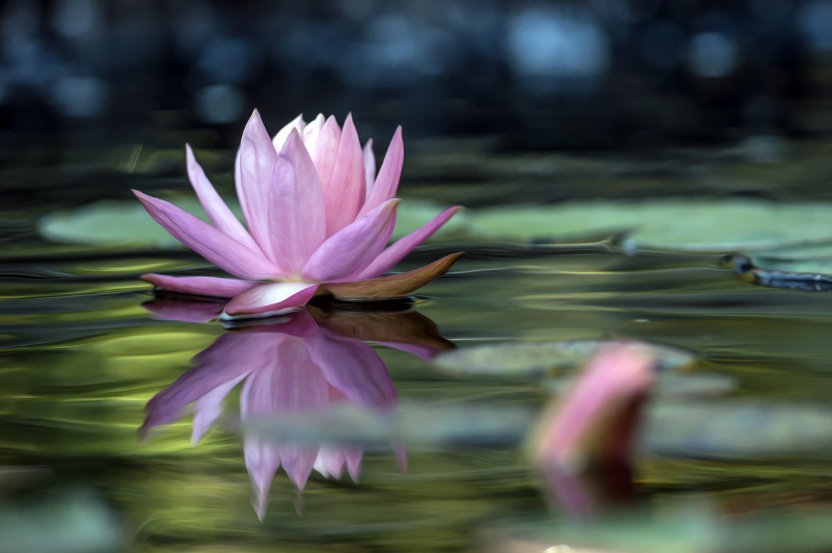 Вода цветы красиво. Лотос Лилия. Лотос кувшинка. Лилия Lotus Pure (лотосовый гибрид). Нимфея водяная Лилия сиреневая.