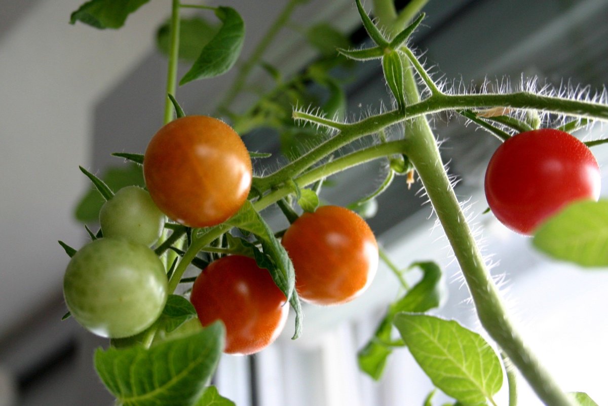 Как выращивать помидоры черри в домашних. Томат черри балконное чудо. Помидоры черри на подоконнике. Цветение томатов черри. Томат черри карлик.