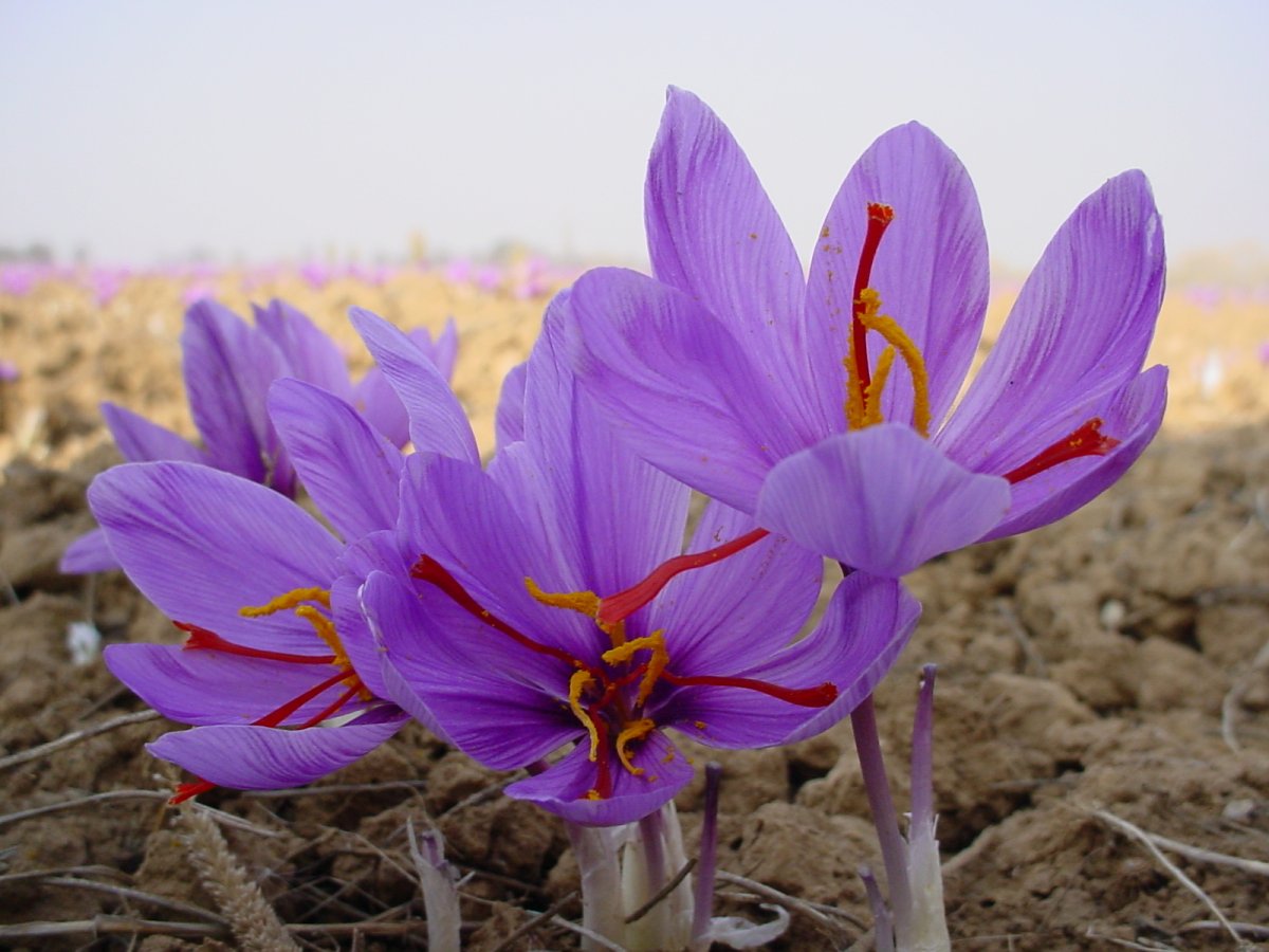 Шафран посевной. Рокус (Шафран) посевной (Crocus sativus). Крокус Шафран посевной. Крокус Шафран цветок. Шафран специя Крокус.