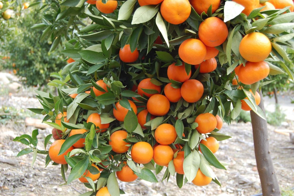 На дереве висят мандарины сначала. Мандарин дарахти. Растения Абхазии мандарин. Кумкват куст.