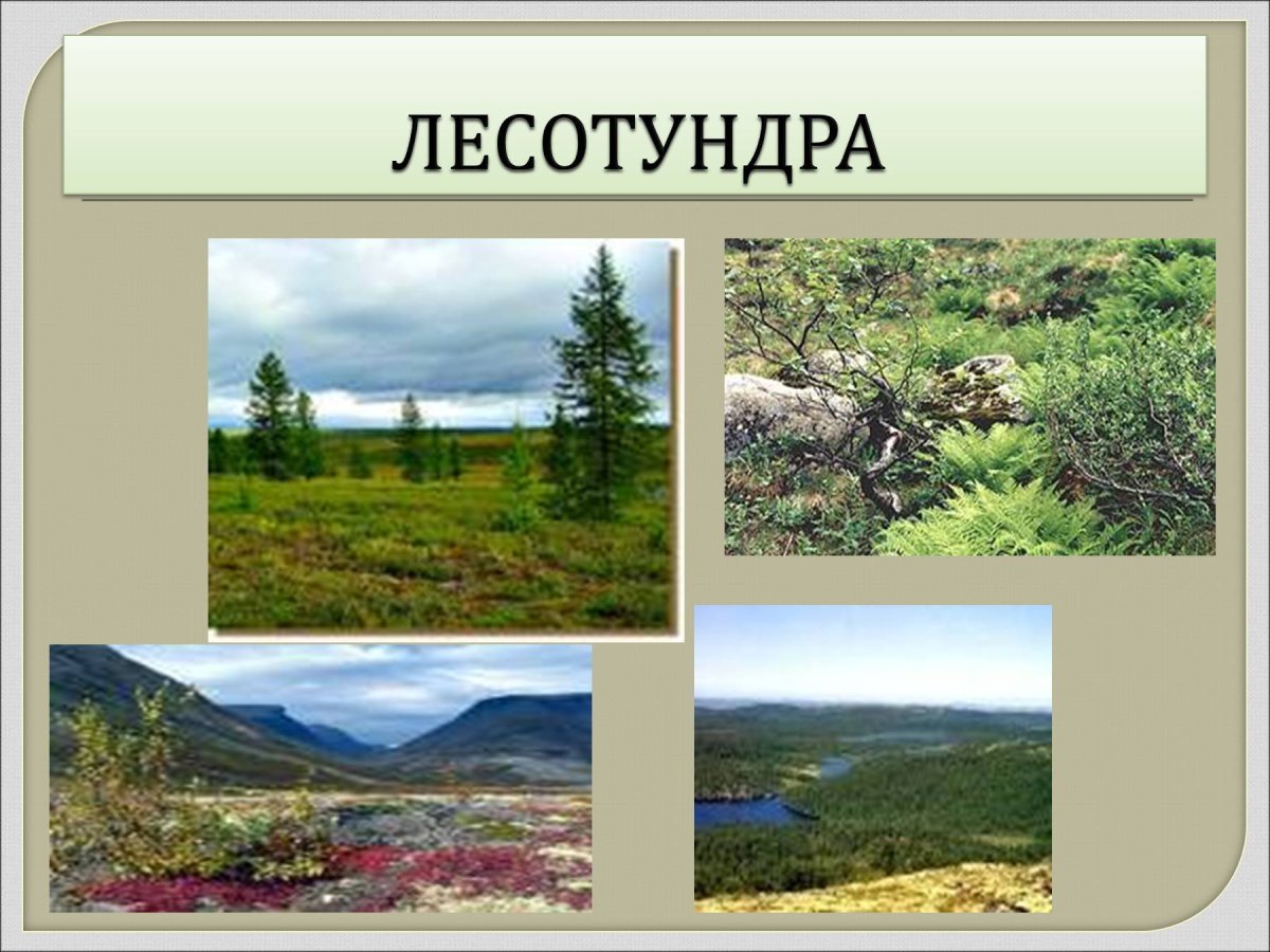 Зона лесотундры растительность. Растительный мир тундры и лесотундры в России. Лесотундра природная зона растительный мир. Лесотундра природная зона животные и растения. Лесотундра особенности природной зоны