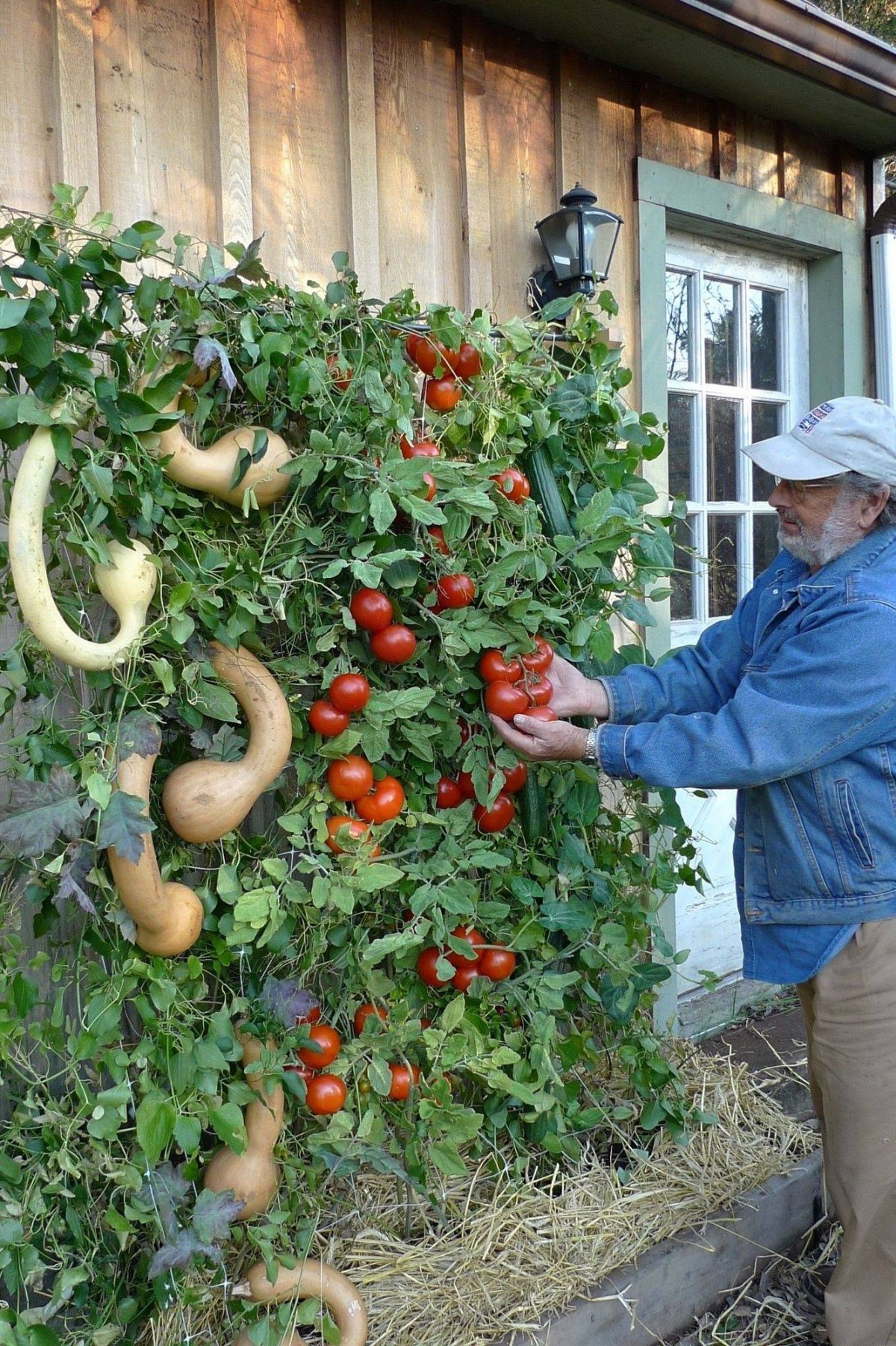 Способы выращивания помидоров. Вертикальные грядки для помидор. Помидоры на даче. Вертикальные грядки для томатов. Вертикальный огород помидоры.