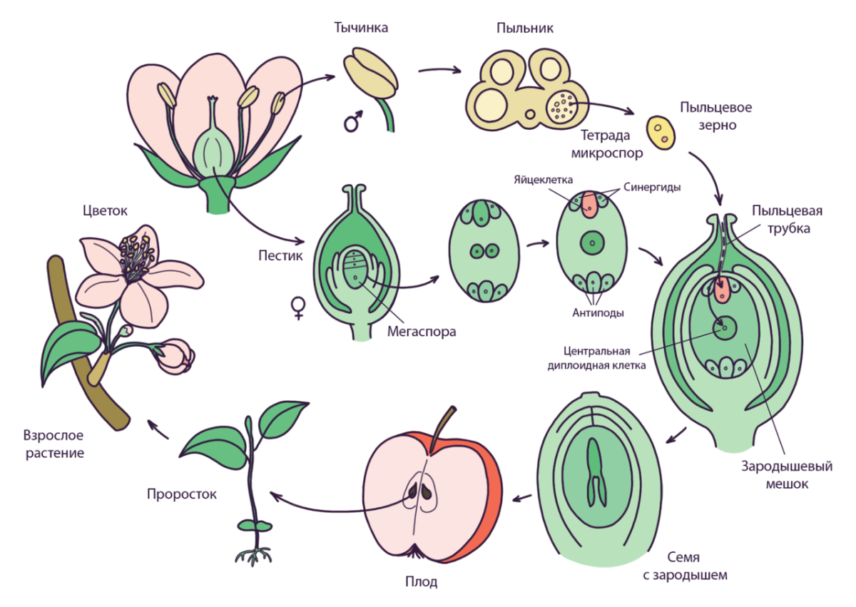 Генеративный цикл. Размножение покрытосеменных растений схема. Схема жизненного цикла цветковых растений 6 класс биология. Жизненный цикл цветкового растения схема. Цикл размножения покрытосеменных растений схема.