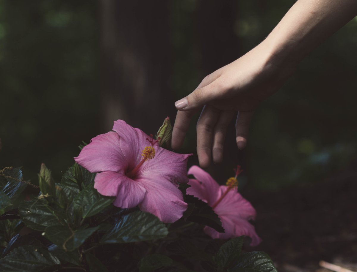 Молчание цветы. Эстетика в цветах. Растения Эстетика. Цветок на руку.. Цветы и руки Эстетика.
