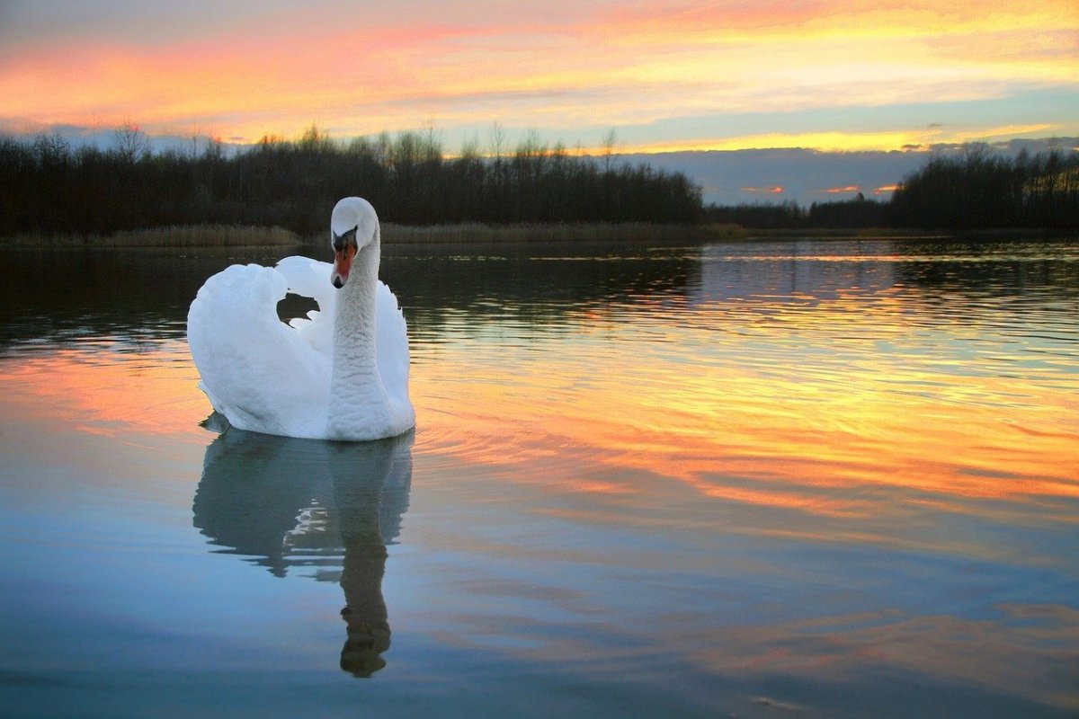 Песня лебедушка выходила. Лебедушка Лебединое озеро. Лебеди на озере. Белый лебедь. Лебеди в пруду.