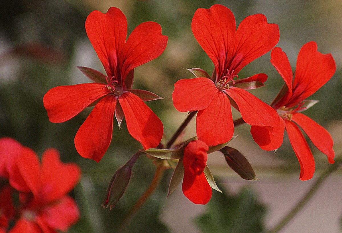Герань 5. Герань ред блоссом. Пеларгония Pelargonium Villetta Red. Пеларгония Scarlet Pimpernel. Пеларгония Red Sybil.