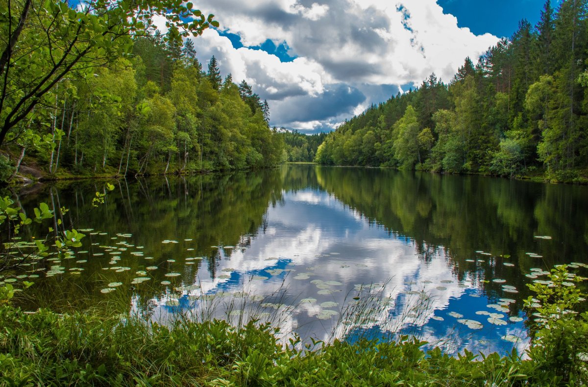 Озером называется природный водоем который. Хадыженское Лесное озеро. Лесное озеро Адыгея. Река в лесу. Озеро в лесу.