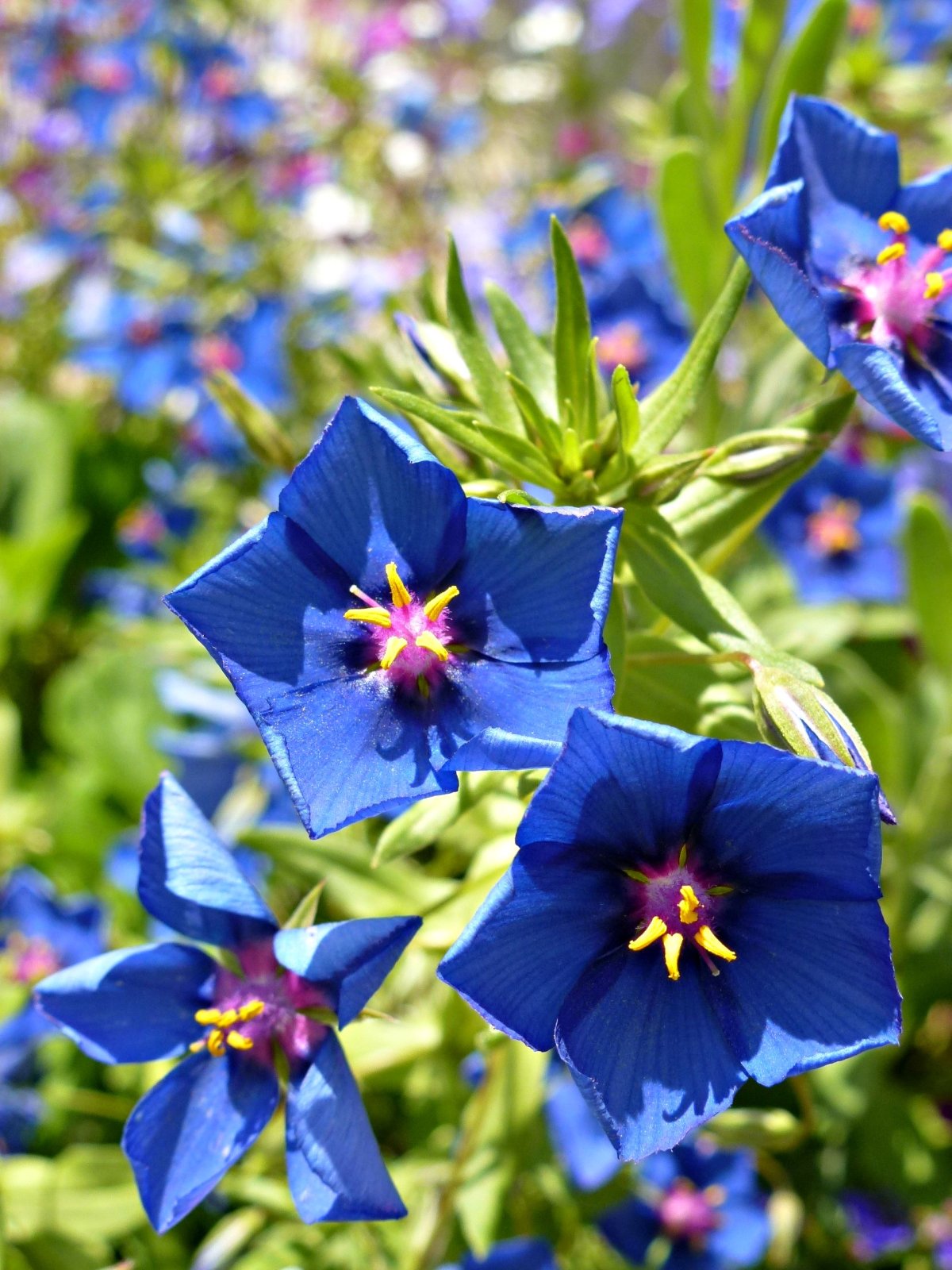 Анагалис крупноцветковый Синеглазка семена. Анагалис синий. Очный цвет, или Анагаллис.