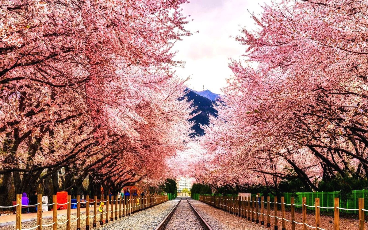 Корея черри блоссом. Цветение Сакуры в Южной Корее. Сеул Южная Корея Сакура. Сеул цветение Сакуры. Место сакура