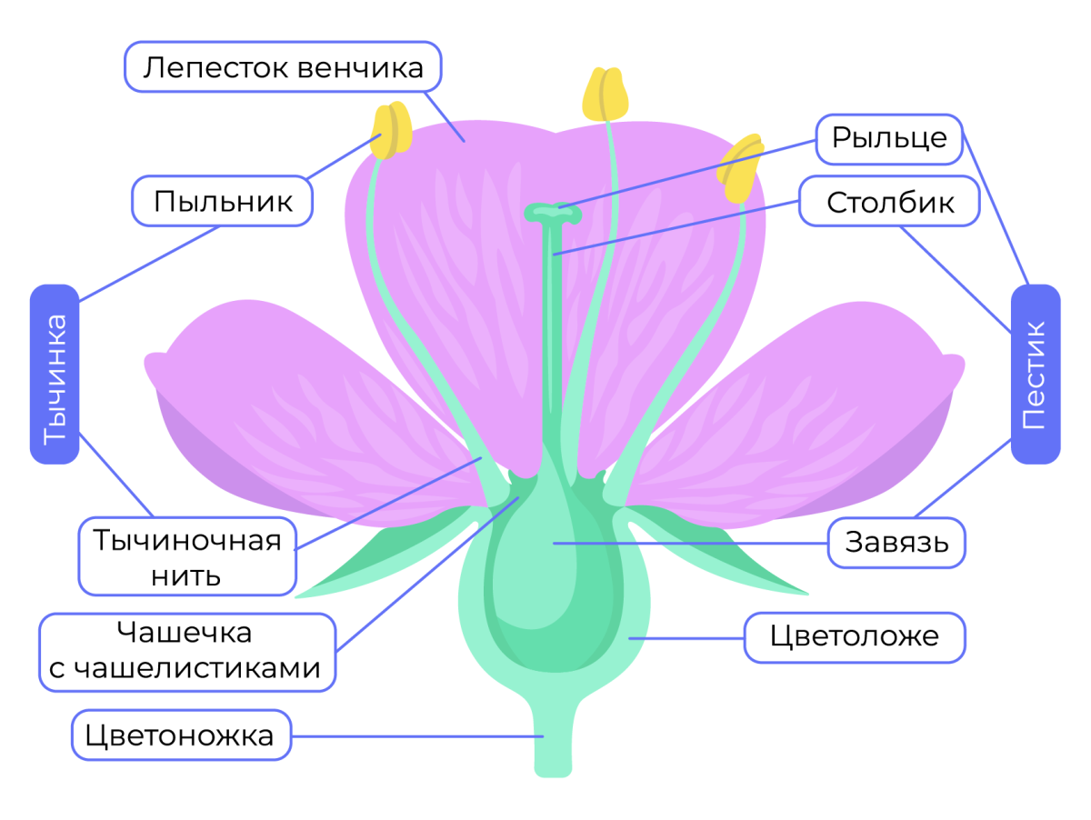 Обычно венчик окружен б состоящей из чашелистиков. Цветоложе цветка. Цветок строение и функции. Строение цветка яблони. Схема цветка.