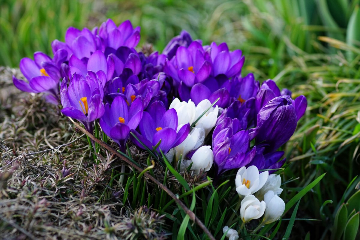 Крокус Шафран весенний. Крокус Шафран цветок. Первоцветы (подснежники, крокусы, гиацинты).. Крокус весенний многолетний.