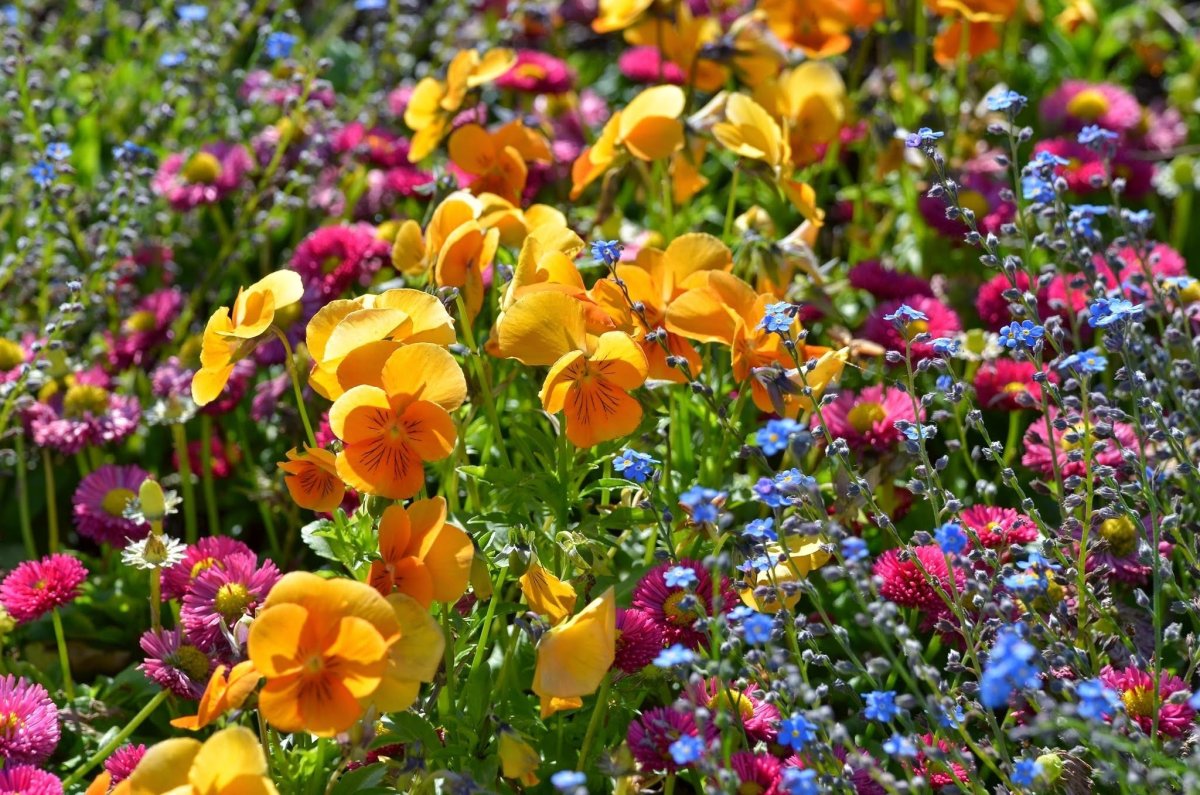 Мавританский газон цветущее лето. Разноцветье разнотравье. Цветы лета. Яркие луговые цветы.