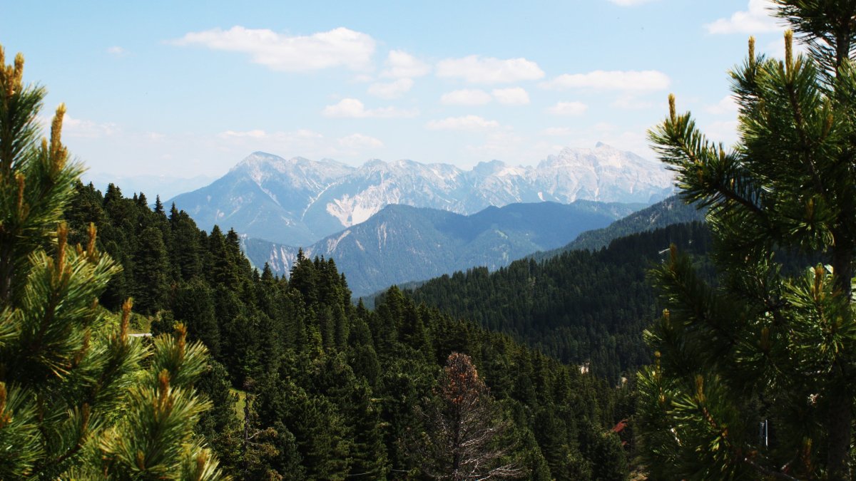 Древние хвойные. Пихтовый лес Сочи. Роща гималайских Кедров Абхазия. Лес горы Сочи. Сосны на горах Краснодарский край.