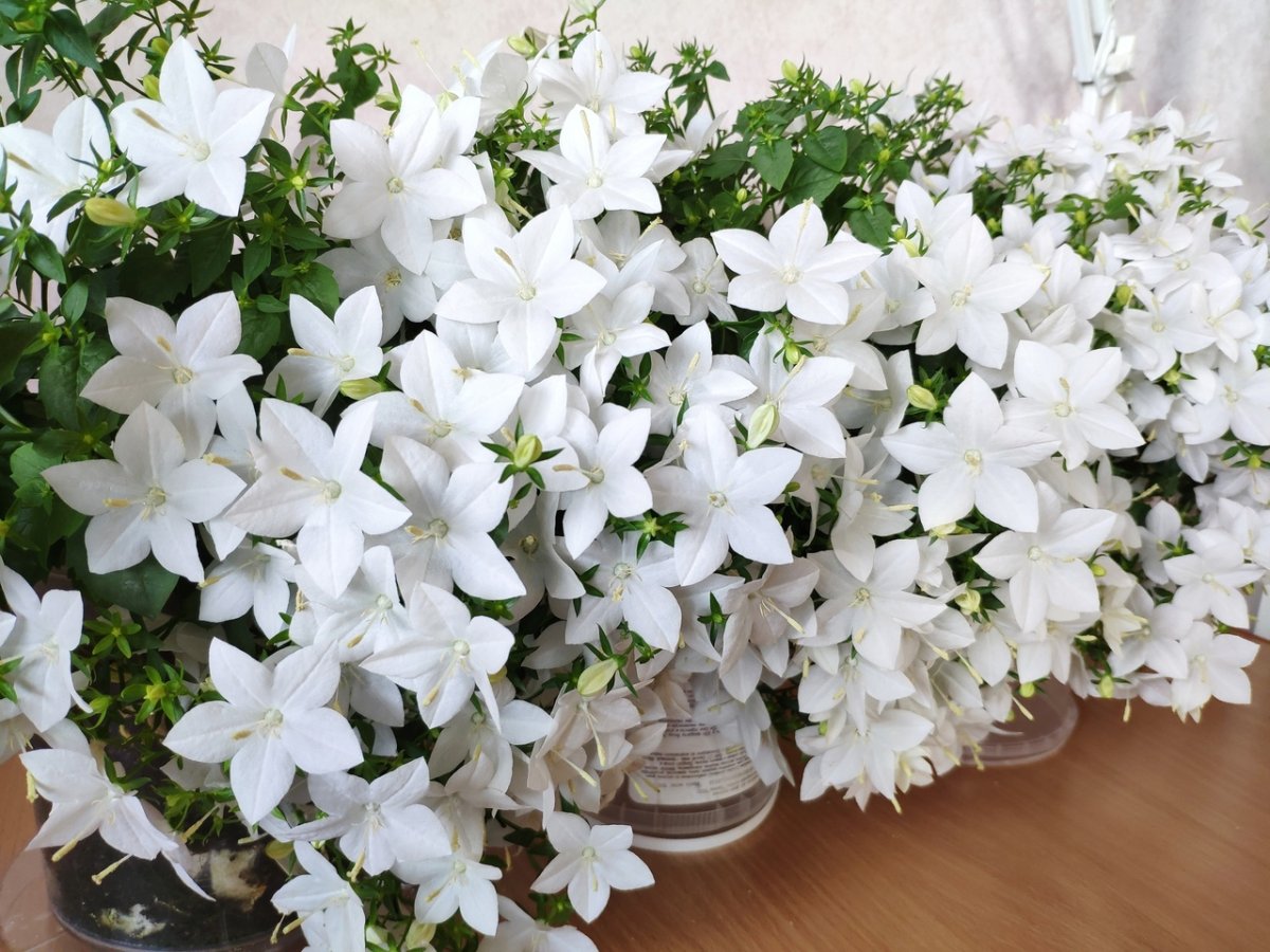 Белый цветок домашний название. Цветок Кампанула жених и невеста.